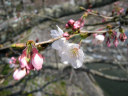 咲き始めた桜(朝比奈川にて)。クリックすると大きくなります。