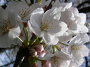 光に透き通るような桜の花